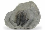 Spiny Comura Trilobite - Great Preparation #245929-1